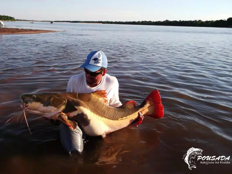 Pesca de piraíba no rio araguaia